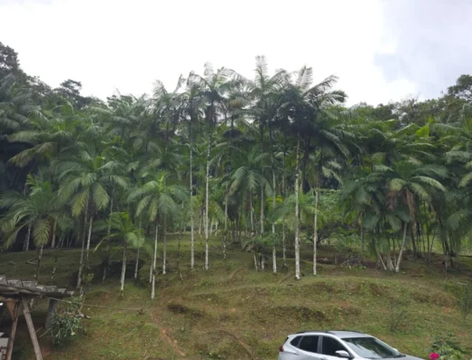 Código: T5490 – BLUMENAU – VILA ITOUPAVA – Terreno aproximadamente 4.212m²