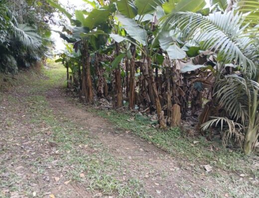 T5500 – Terreno com plantação de banana
