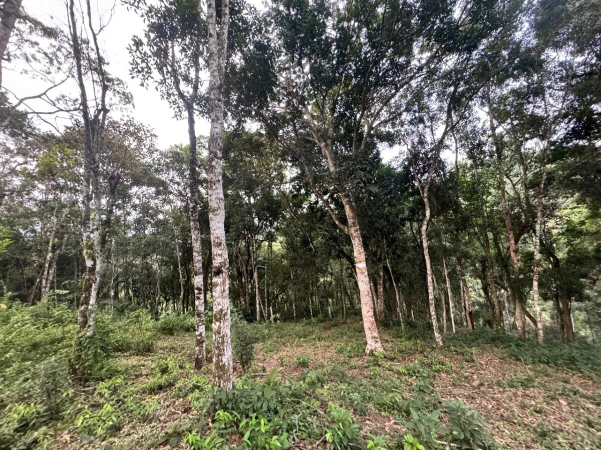 T5519 – ÁGUAS NEGRAS – BOTUVERÁ